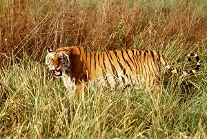 Snarling: Bengal / Indian TIGER - snarling in tall grass