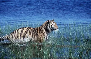 Splashes: Bengal / Indian TIGER - splashes in water