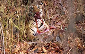 Axis: Bengal / Indian Tiger - With spotted deer, Axis axis
