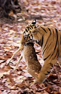 Chital: Bengal / Indian TIGER - With Spotted Deer kill