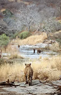 Chris Brunskill: Bengal / Indian TIGER - stalking deer prey