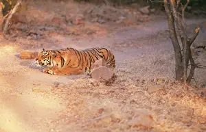 Crouching: Bengal / Indian TIGER - stalking prey