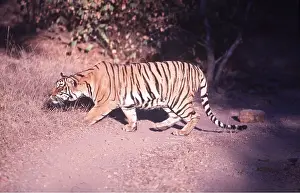 Stalking: Bengal / Indian TIGER - stalking prey