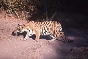 Stalking: Bengal / Indian TIGER - stalking prey