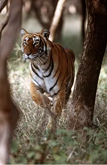 Chris Brunskill: Bengal / Indian TIGER - stalking through trees