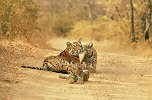 Tigresses: Bengal / Indian Tiger - Tigress with cubs on dirt road