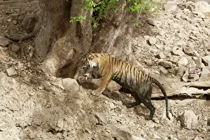 Tigresses: Bengal / Indian Tiger - Tigress dirty after lying in a pool