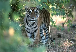 Undergrowth: Bengal / Indian TIGER in undergrowth