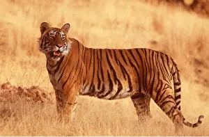 Chris Brunskill: Bengal / Indian TIGER - side view full body in evening light
