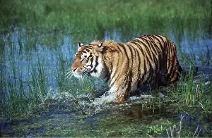 Bengal: Bengal / Indian TIGER - wading through water