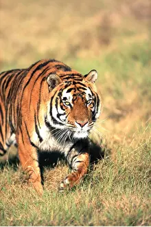 Stalking: Bengal / Indian TIGER - walking towards camera
