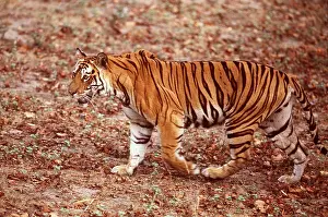 Jagdeep Rajput: Bengal / Indian TIGER - walking in jungle