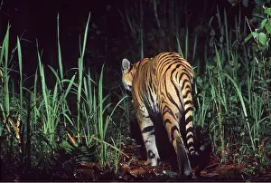 Level: Bengal / Indian TIGER - walking into jungle at night