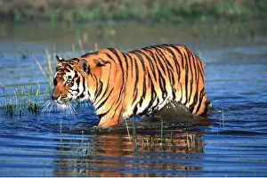 Stalking: Bengal / Indian TIGER - walking in water