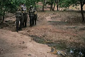 Watched: Bengal / Indian Tiger - being watched by people