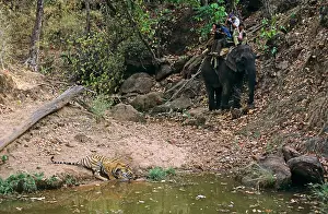 Watched: Bengal / Indian Tiger - being watched by tourists