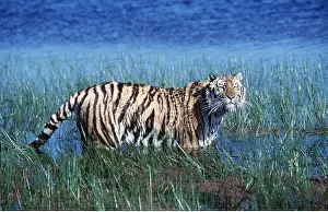 Scenting: Bengal / Indian TIGER - in water sniffing air