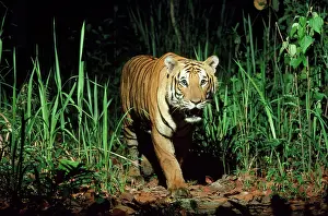 Robert Mcdougal: Bengal / Indian Tiger - in wild, at night