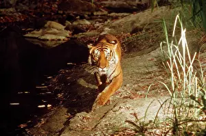 Robert Mcdougal: Bengal / Indian TIGER - in wild at night
