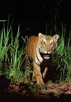 Robert Mcdougal: Bengal / Indian TIGER in wild at night