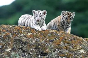 Albino: Bengal / Indian TIGER - x two cubs, one is a white phase