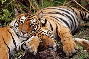 Stripes: Bengal / Indian TIGER - x two resting