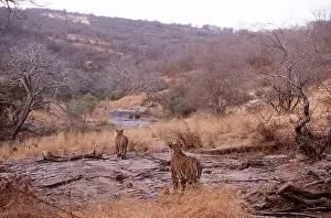 Chris Brunskill: Bengal / Indian TIGER - x two stalking deer prey