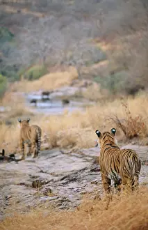 Anticipation: BENGAL / INDIAN TIGER - x two stalking / watching prey