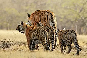 Tigeress: Bengal / Indian Tigeress with cubs - moving to