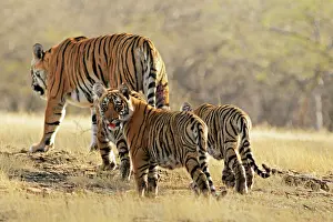 Tigeress: Bengal / Indian Tigeress with cubs - moving to