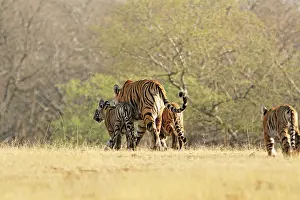 Tigeress: Bengal / Indian Tigeress with cubs - moving to