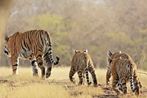 Tigeress: Bengal / Indian Tigeress with cubs - moving to