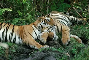 Tigresses: BENGAL / INDIAN TIGERS - female & cub, sleeping