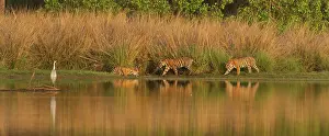 Lakeside: Three Bengal or Indian Tigers (Panthera tigris tigris)