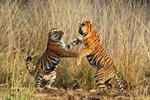 Confronation: Bengal / Indian Tigers - two young play fighting