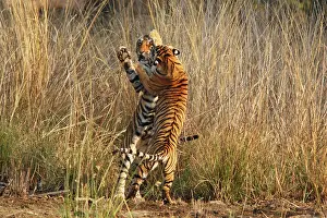 Confronation: Bengal / Indian Tigers - two young play fighting