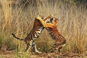 Confronation: Bengal / Indian Tigers - two young play fighting