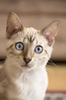 211119: Bengal Kitten