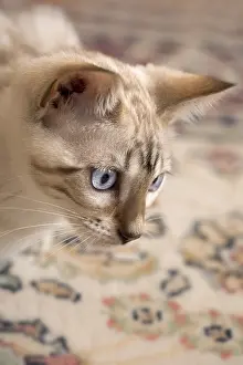 211119: Bengal Kitten