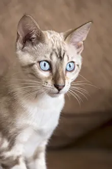 211119: Bengal Kitten