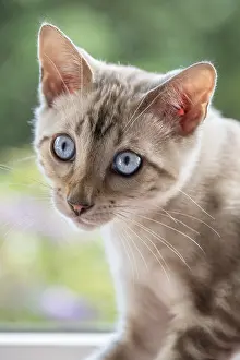 211119: Bengal Kitten