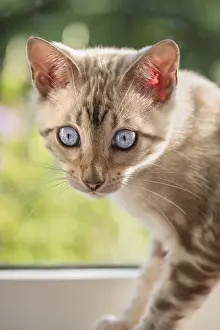 211119: Bengal Kitten