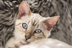 211119: Bengal Kitten