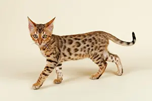 Katze: Bengal Kitten, brown rosetted, 16 weeks Bengal Katze