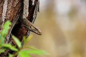 Assam: Bengal monitor lizard (Varanus bengalensis)
