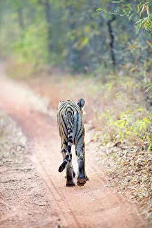 Tadoba: Bengal Tiger