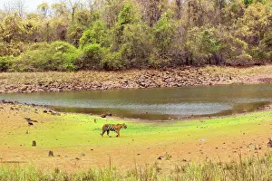 Tadoba: Bengal Tiger