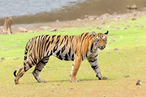 Tadoba: Bengal Tiger