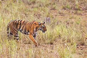 Tadoba: Bengal Tiger