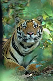 Madhya: Bengal Tiger